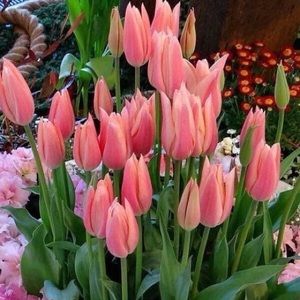 Meet your Posher, Edy